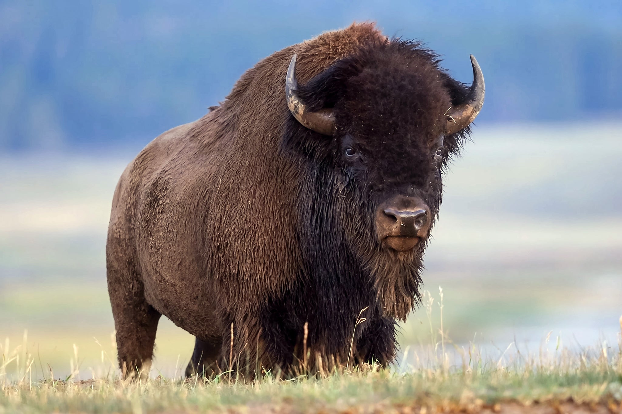 The bison hooked Carl with its horn before tossing him into the air, according to one witness (stock image) (Getty/iStock)