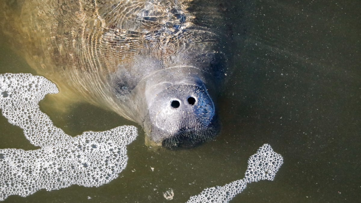A manatee comes up to the surface of the water at the Manatee Viewing Center on Dec. 4, 2024, in Apollo Beach. ©Jefferee Woo