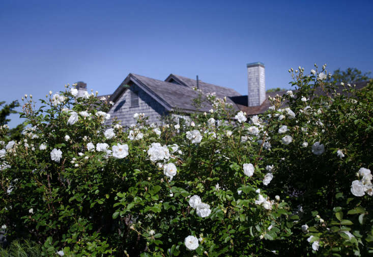 Cape Cod Cottage Garden white roses