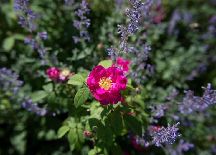 Cape Cod Cottage Garden Apothecary Rose