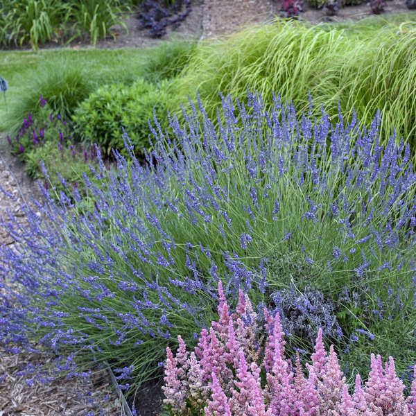 Phenomenal® Lavender
