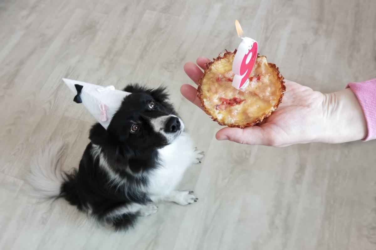So alt ist ein Hund in Menschenjahren wirklich