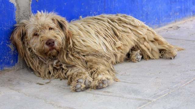 Ohio shelter rescues sweet dog believed covered in gasoline, then saves mother cat and 8 kittens