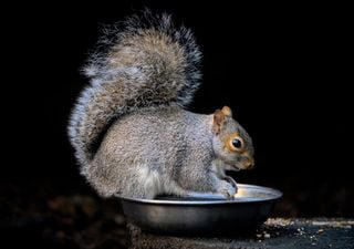 How to stop squirrels destroying your garden with one simple flower
