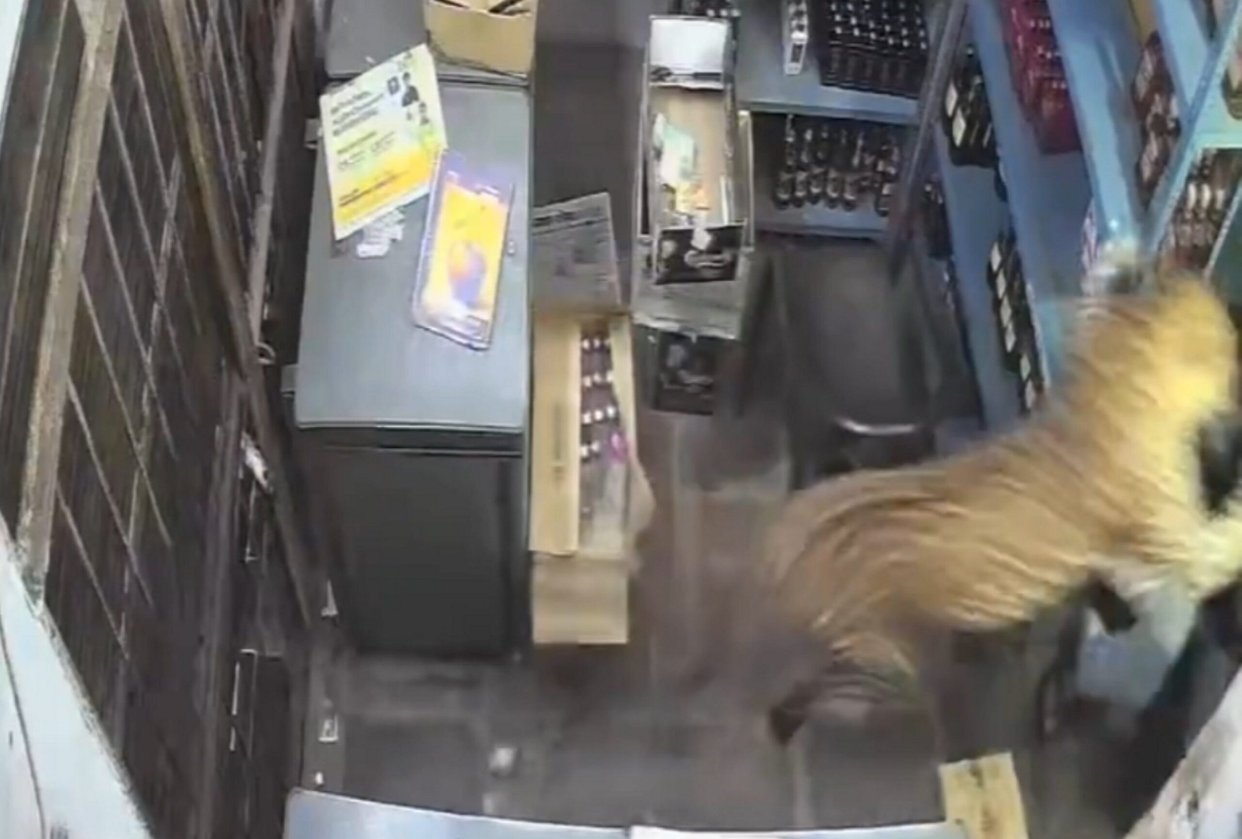 Leopard wrestles shop worker inside liquor store
