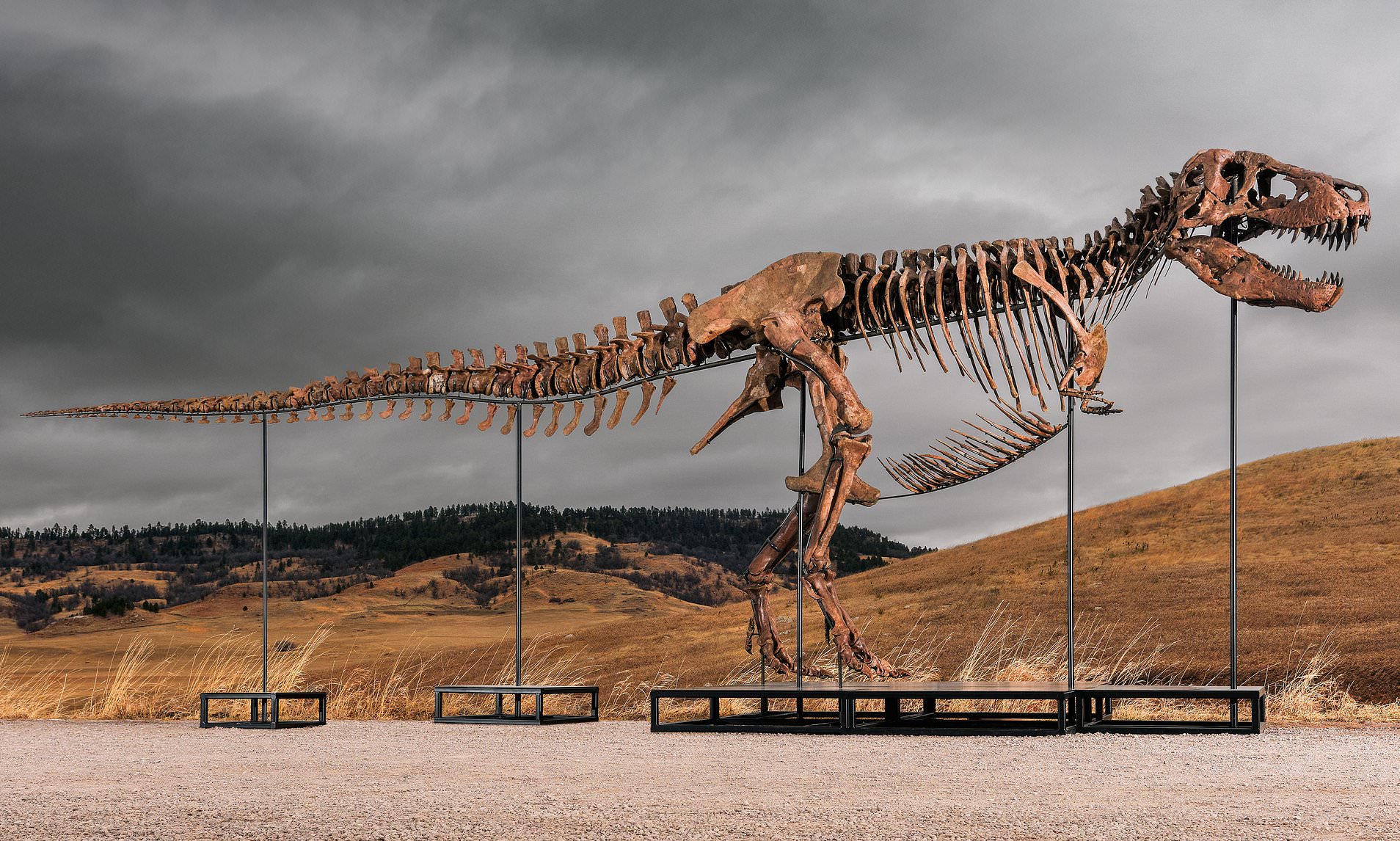 How to invest in dinosaur fossils and make meteoric returns