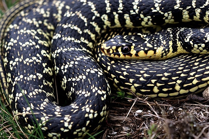 Coluber viridiflavus in Italy