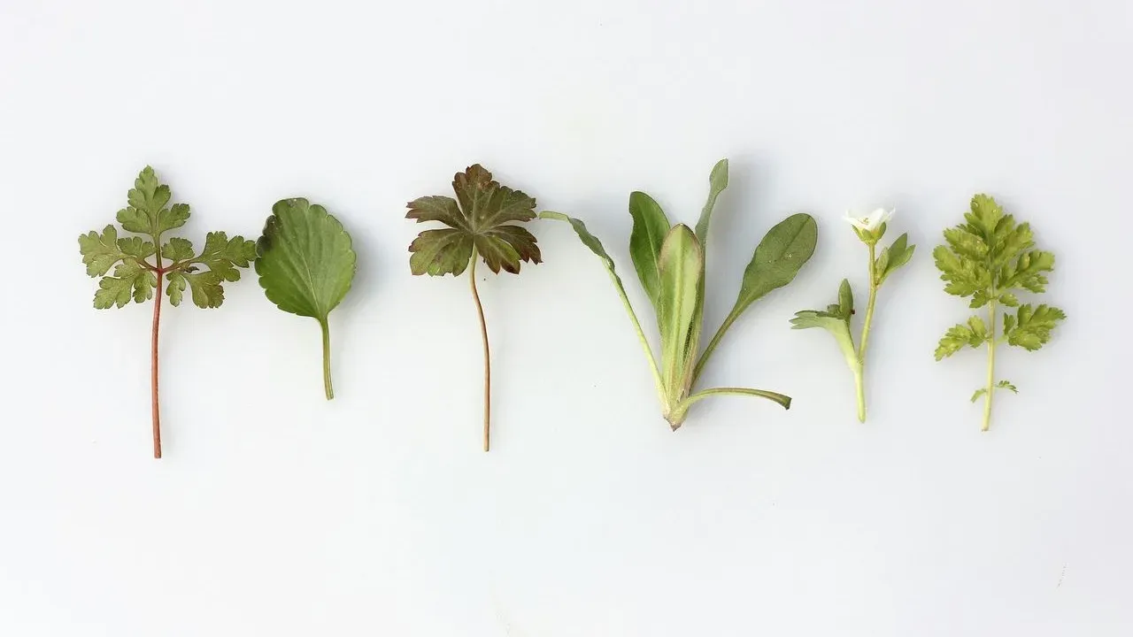 The trick gardeners swear by to keep fresh herbs from wilting in the fridge