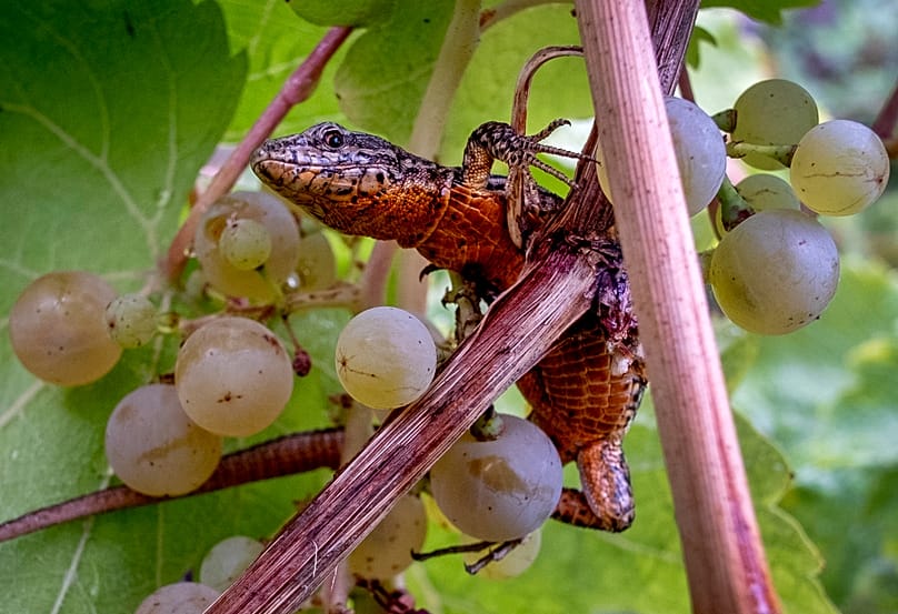 Lizard in a vineyard in Bremm on the Moselle