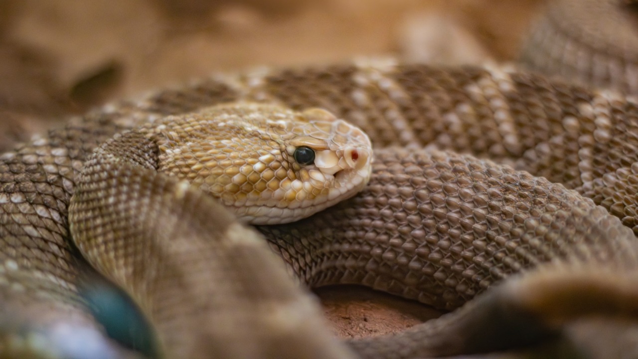 Copperhead bites are spiking early as summer heat drives the snakes out sooner