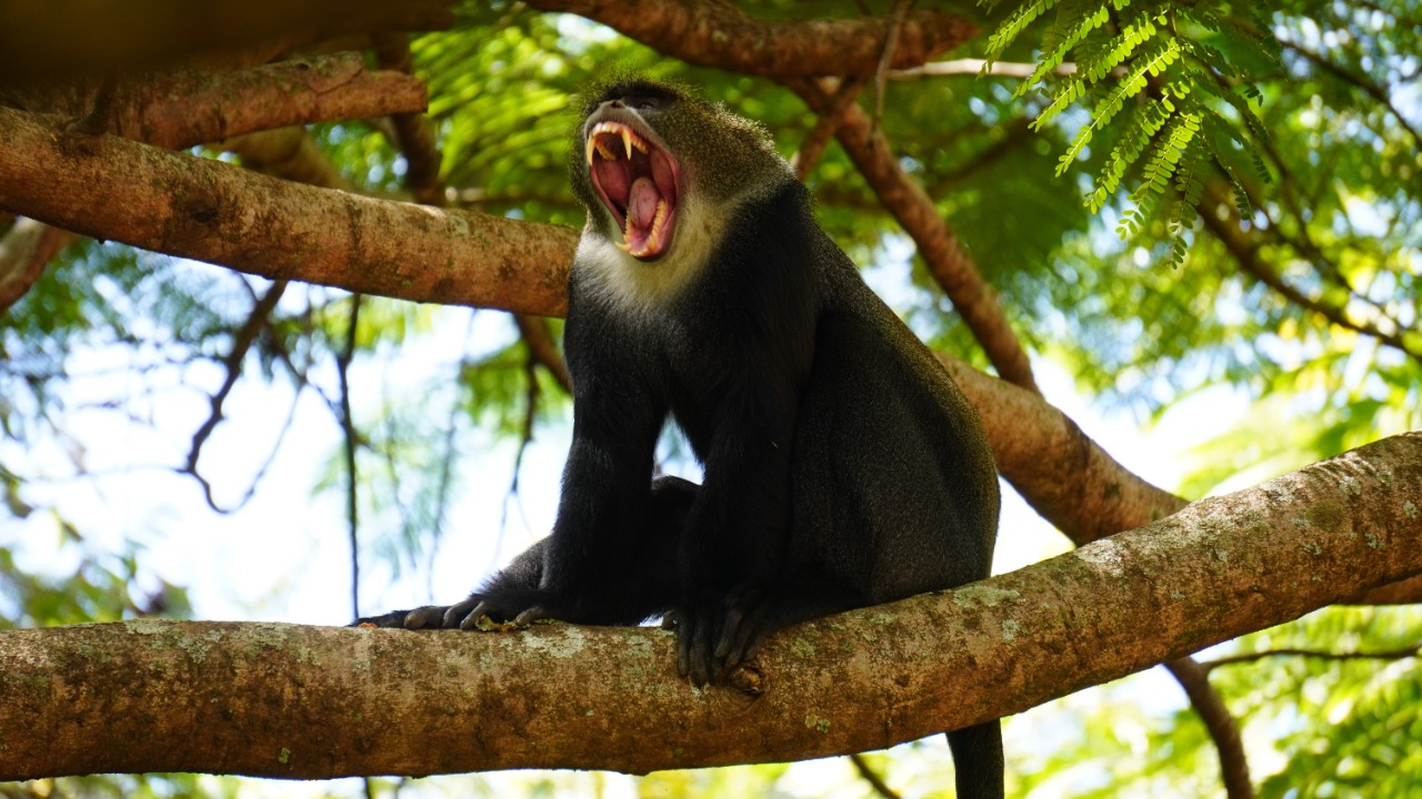 A new monkey that croaks like a frog was found deep in the Congo rainforest