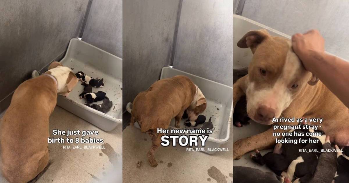 Mama Stray Dog & Her Babies' Reality Looks Like This in the Shelter After Nobody Came for Them