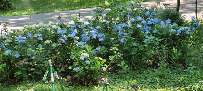 Garden bed with blooming hydrangeas and sprinklers on a sunny day