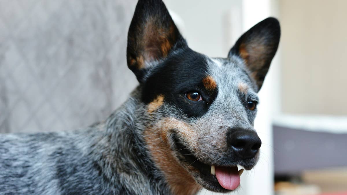 Australian Cattle Dog Goes Into 'Sport Mode' When She Sees a Ball, and It's Hilarious