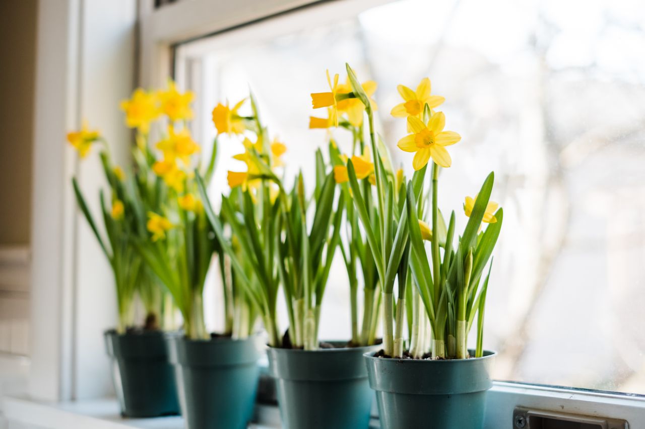 Potted daffodils in bloom placed on a windowsill