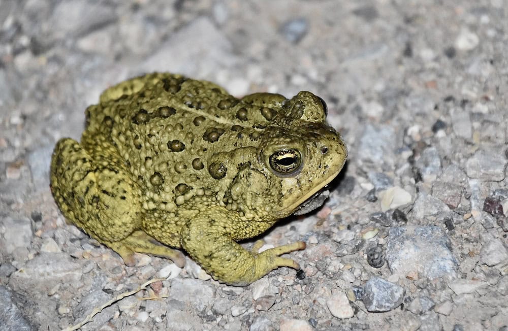 Woodhouse's Toad (Anaxyrus woodhousii) at night in Nevada.