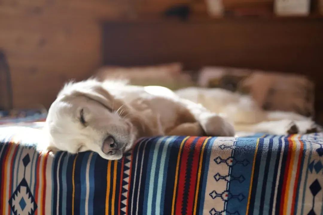 The relaxed side sleeper (Image Credits: Unsplash)