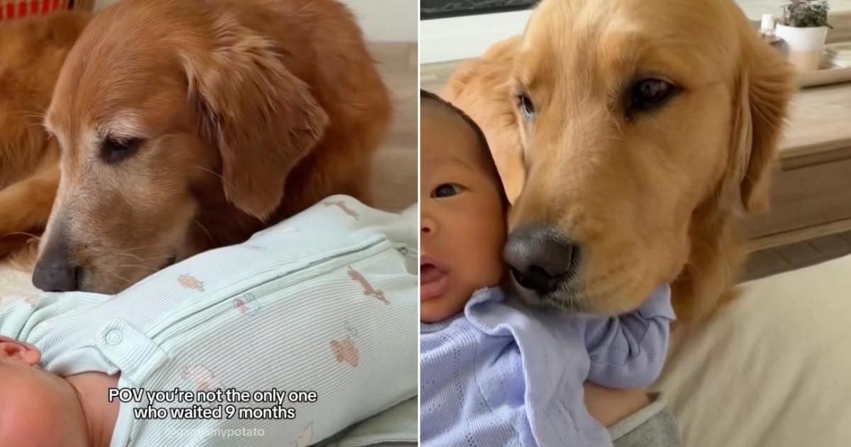 Golden Retriever Waited Just as Long as Humans To Meet Little Baby & It Says Everything