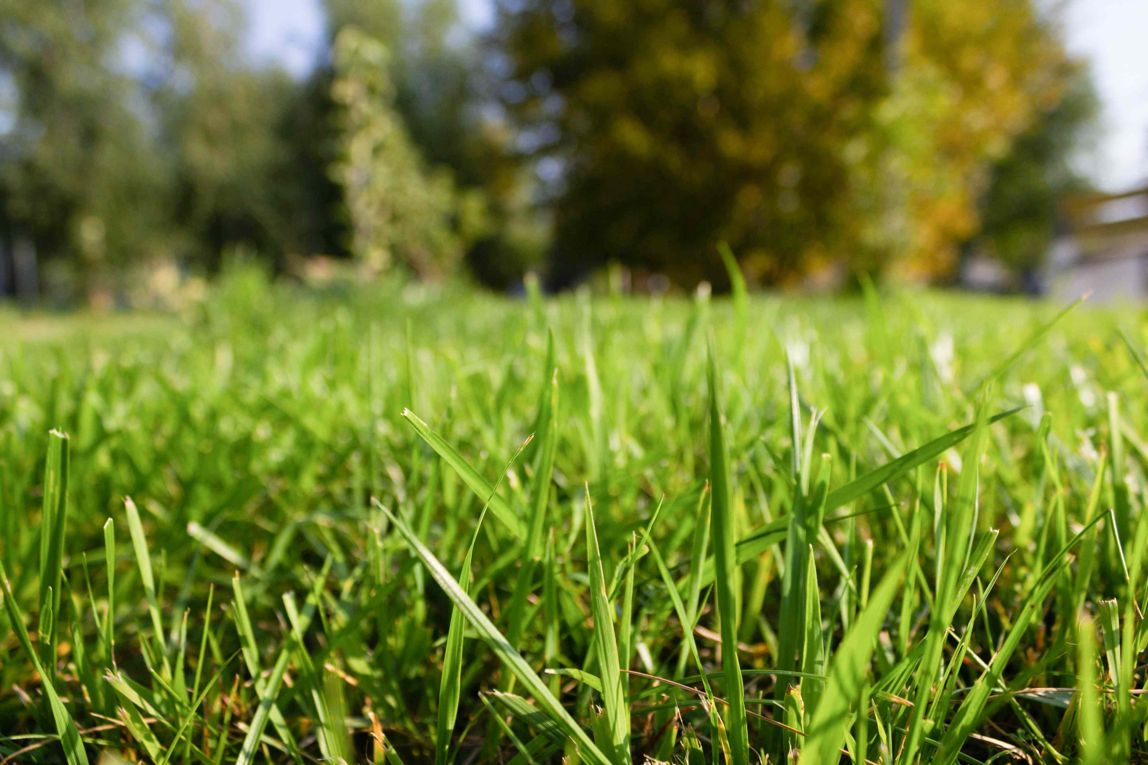 Don't let the heat ruin your lawn—try these 5 summer fixes to bring it back to life