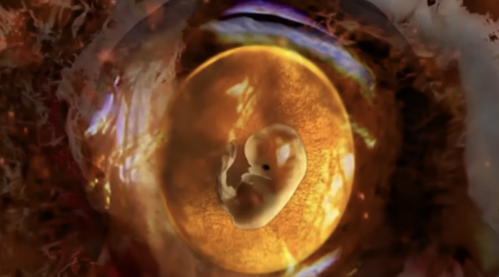 We May Be About to Grow the First Baby in an Artificial Womb