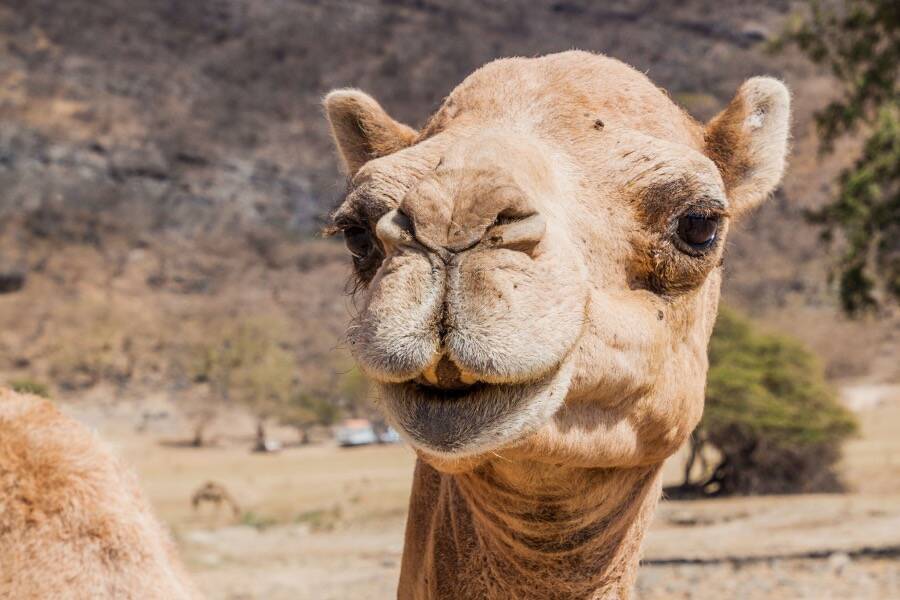 Camel Looking At Camera