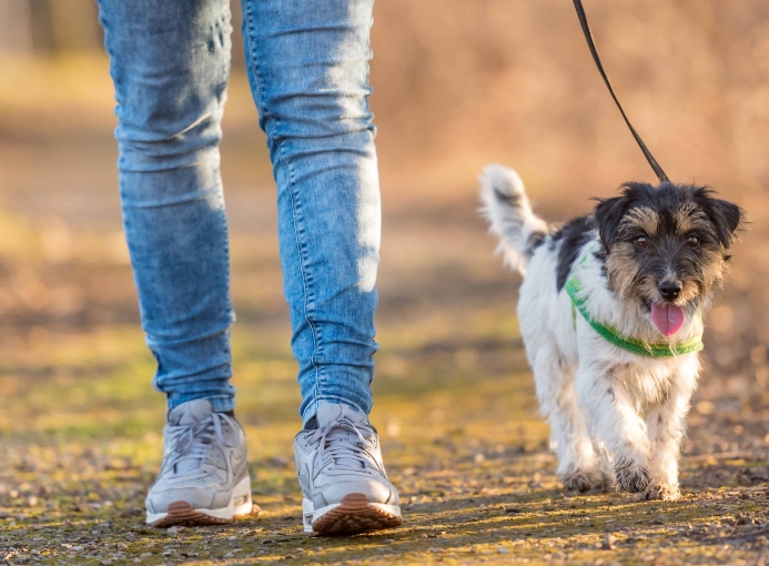 Discover why your dog pulls and simple steps you can take to stop it