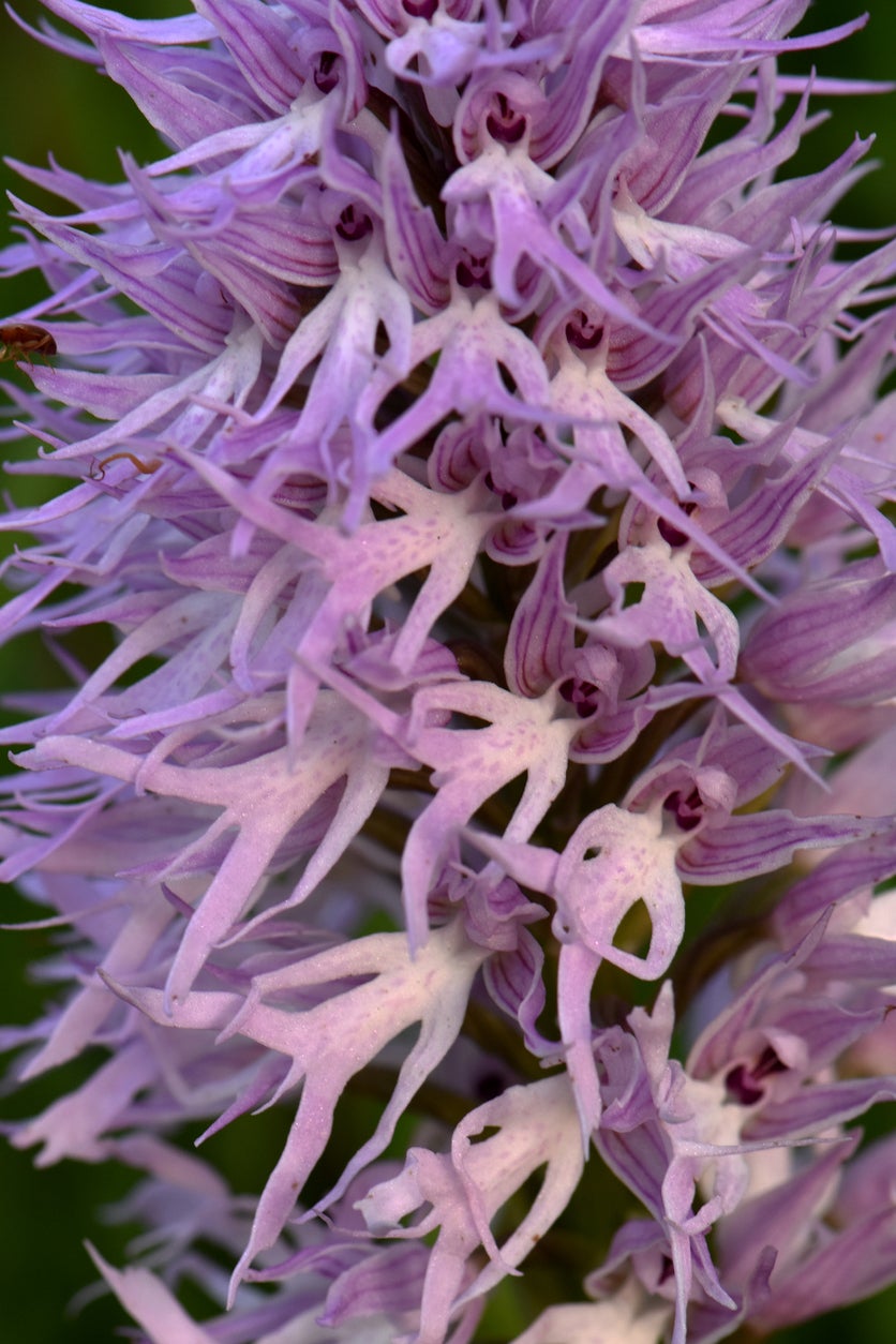 The Orchis italica, known as the 'naked man orchid,' offers a whimsical sight (Getty Images)