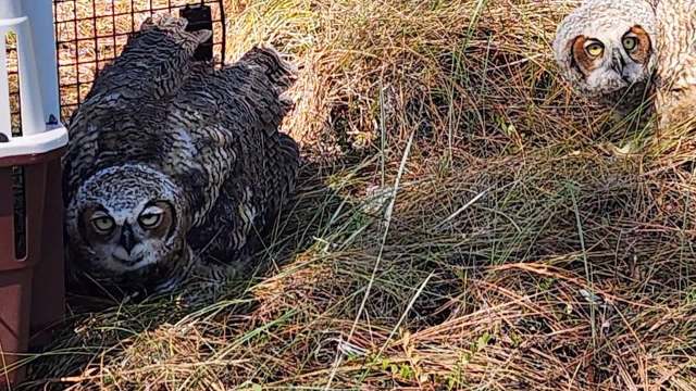 Three young great horned owls ate 300 grams a day in North Carolina, then flew free