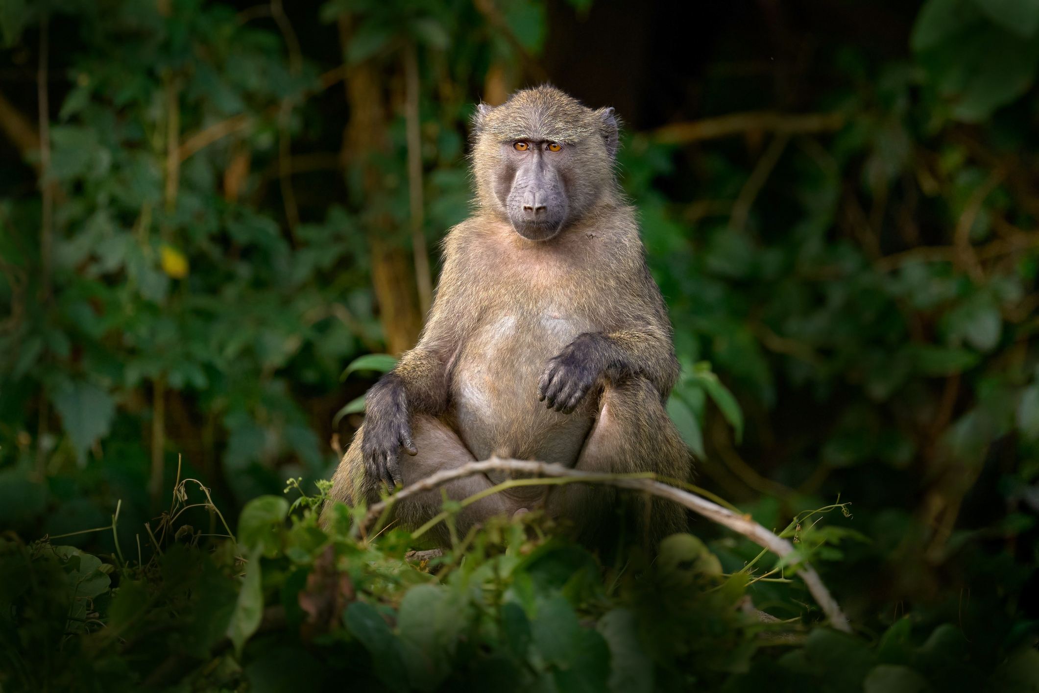 Stock photo of a baboon. ©Getty Images/Ondrej Prosicky