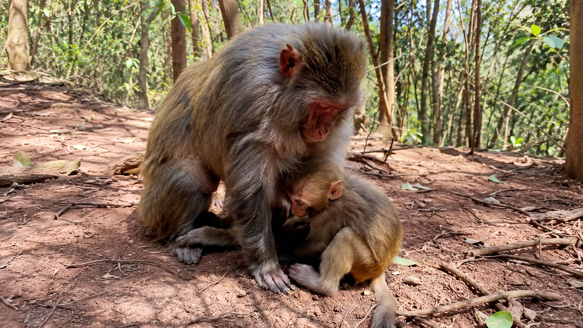 Baby monkey finds safety and love in mom’s embrace