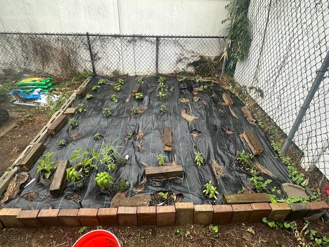 Garden bed with various small plants in soil-covered rows, surrounded by bricks and wooden planks, next to a fence
