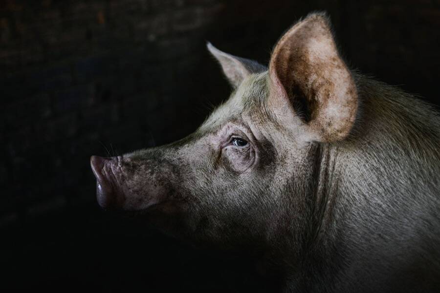 Pig In The Shadows