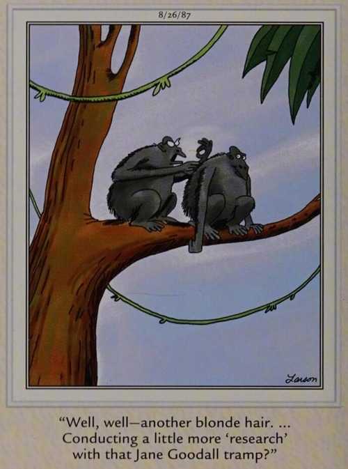 Monkeys clean each other.