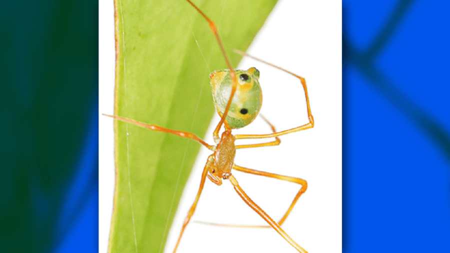 New spider species ‘catapults’ ants into its web at bullet speed