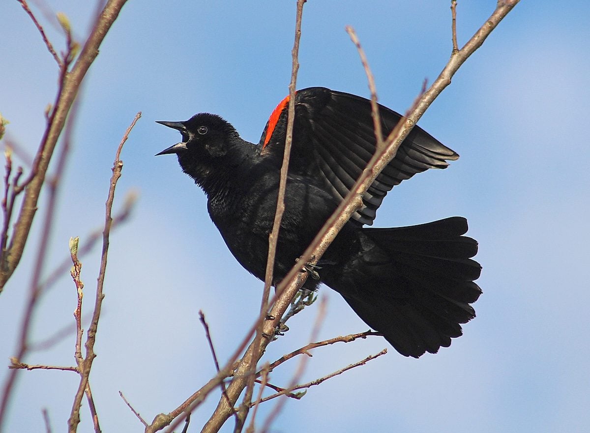 If a bird is dive-bombing you, this is why