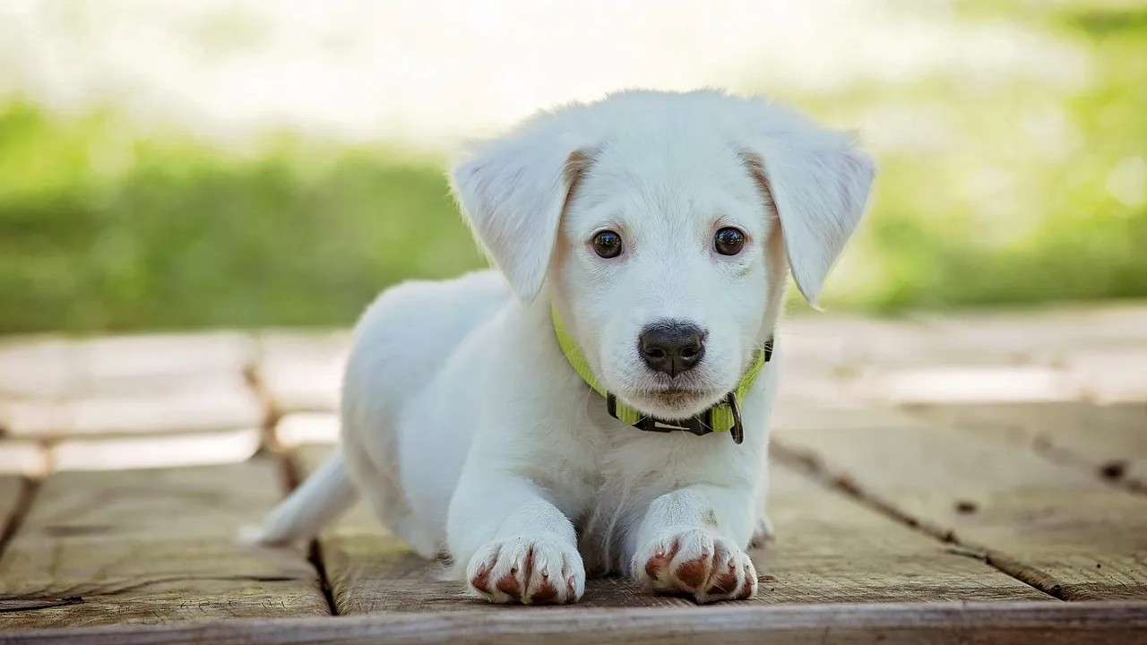 What your dog's sleeping position says about their health, according to vets