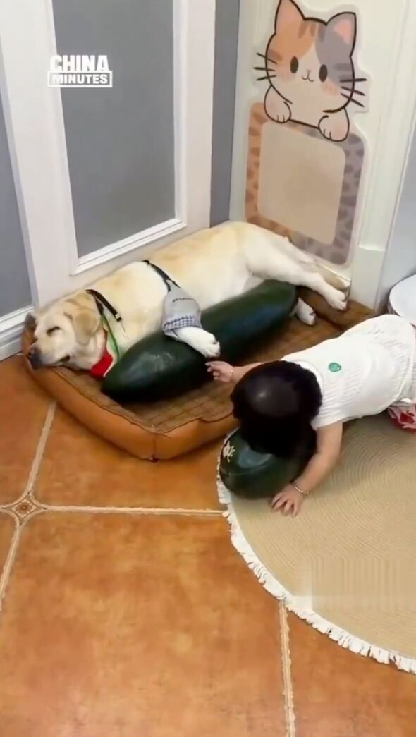 Pets cool as a cucumber in China