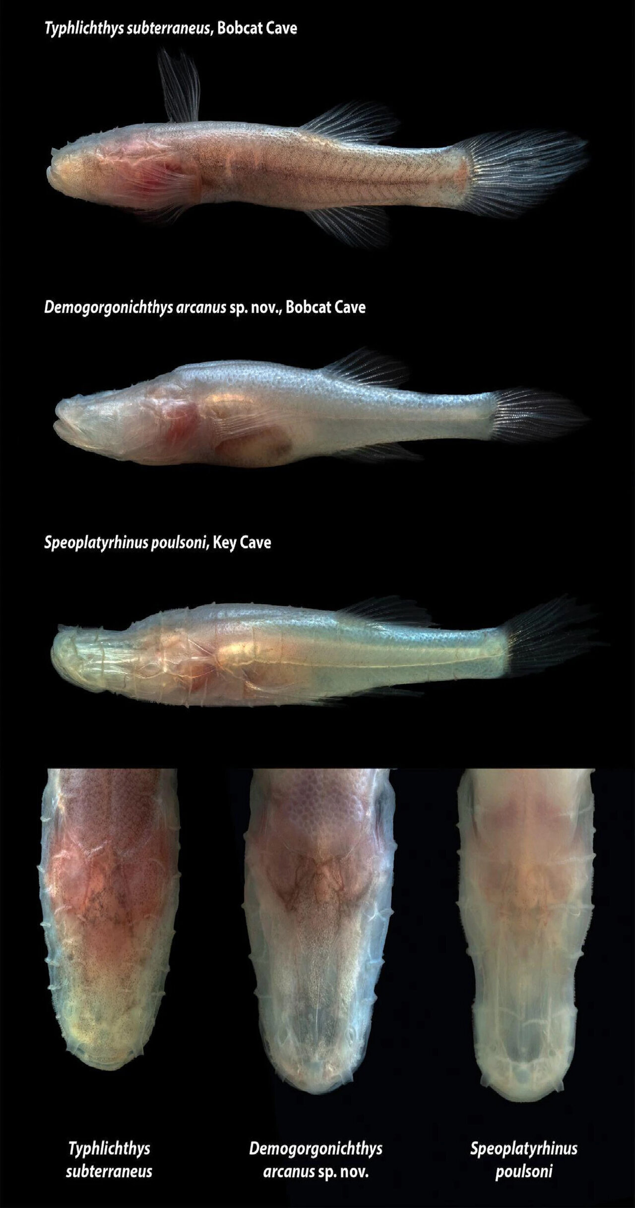 New 'demon' cavefish lineage discovered in Alabama cave