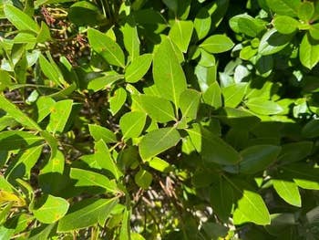 Green leaves with pointed tips and visible veins, in bright sunlight