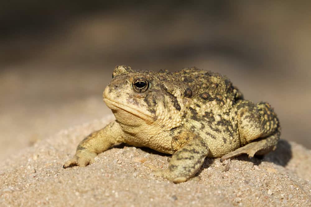 A rare toad reappears in Las Vegas