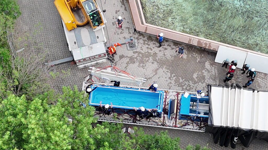 Shocking moment six beluga whales are rescued from abandoned theme park