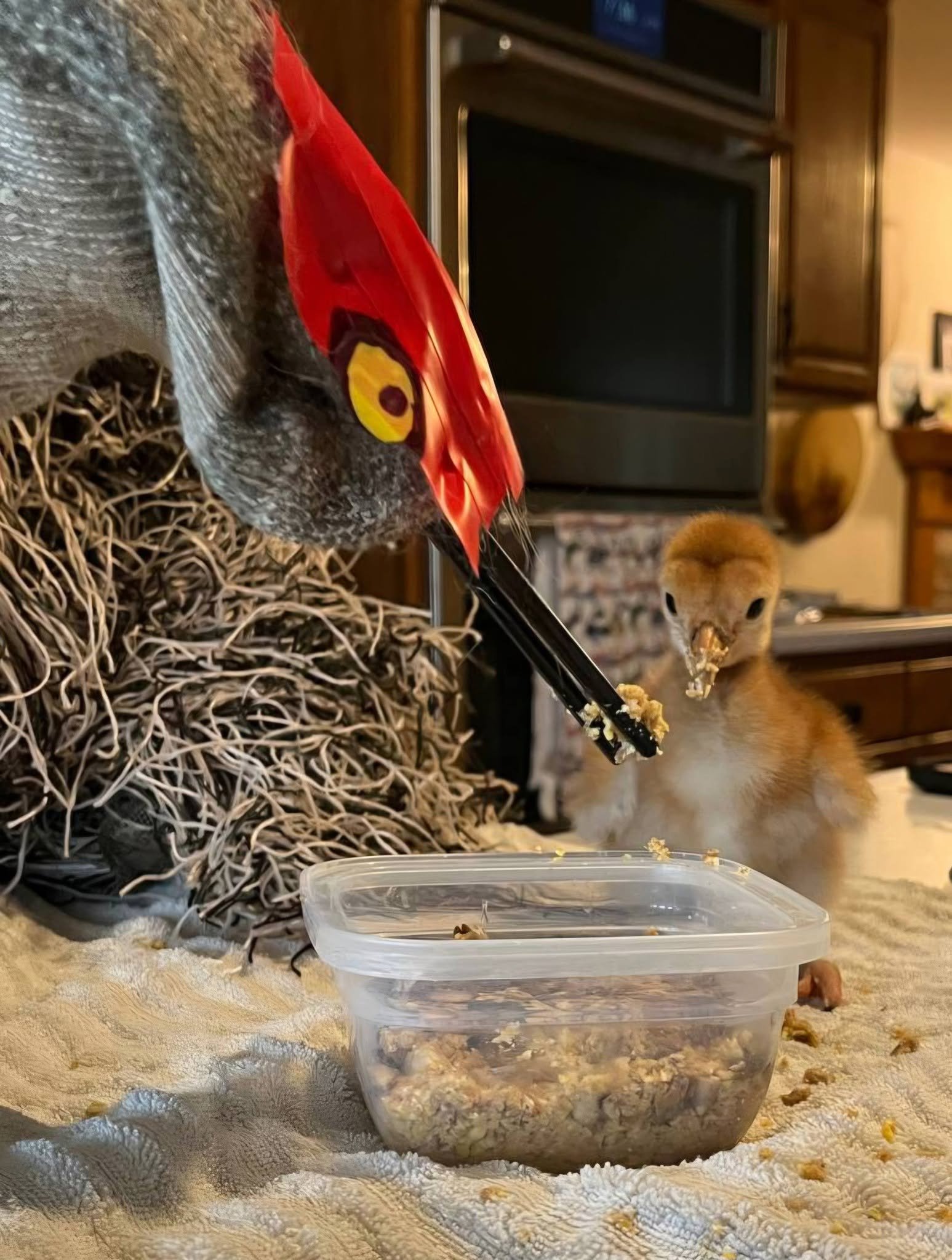 Costumed ‘Ugly Mom’ helps orphaned sandhill cranes