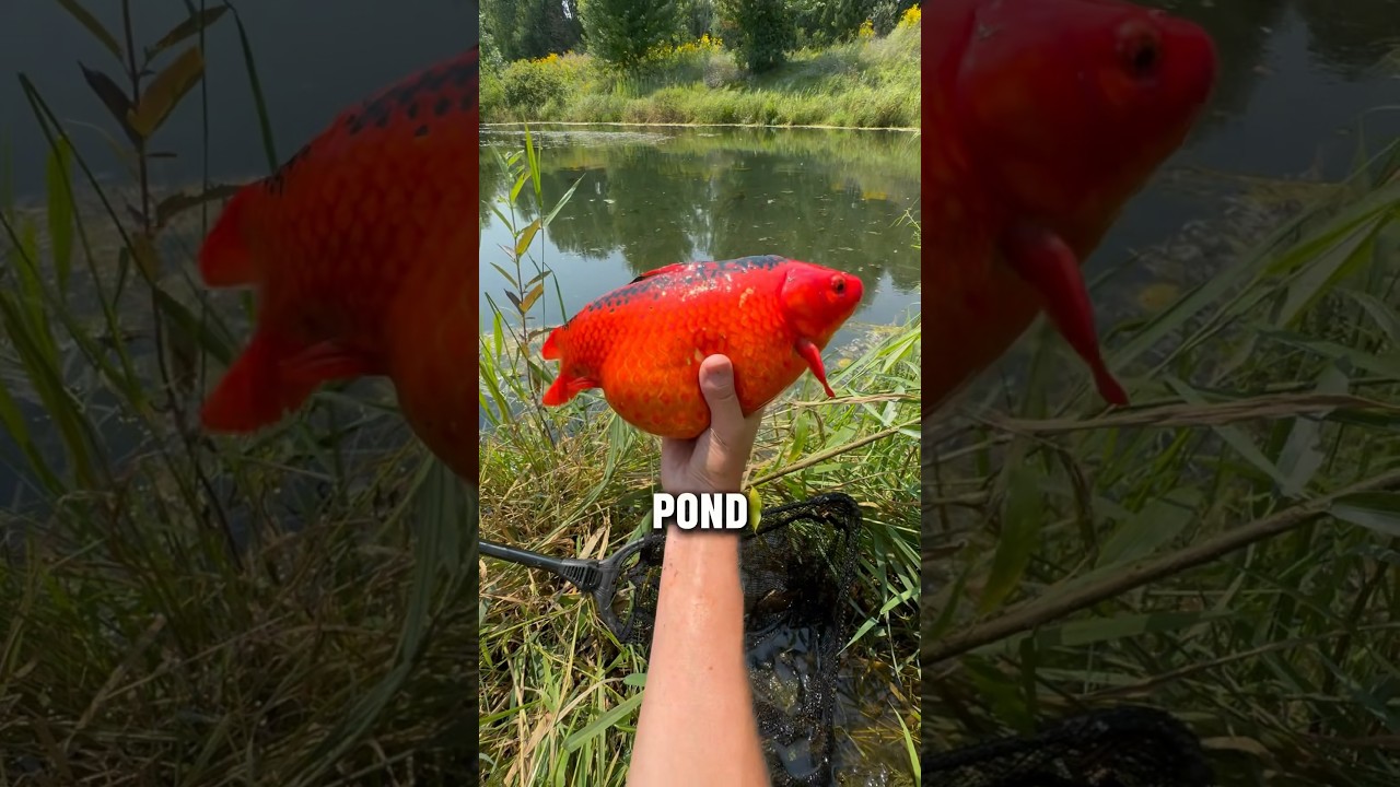 You won't believe this goldfish's size!
