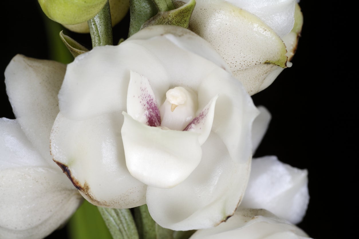 The Dove orchid is Panama's national flower, known locally as flor del Espíritu Santo (Getty Images)