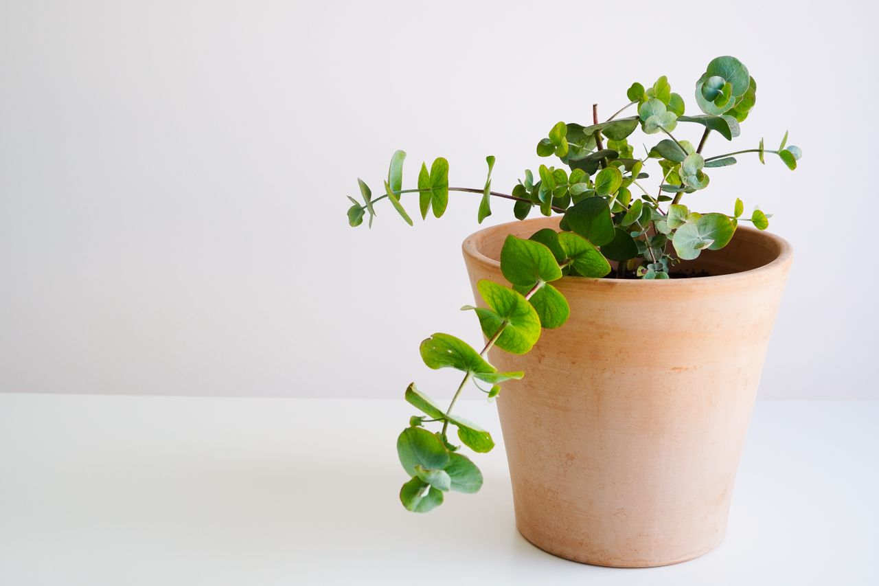 Eucalyptus plant in a terracotta pot on a white surface