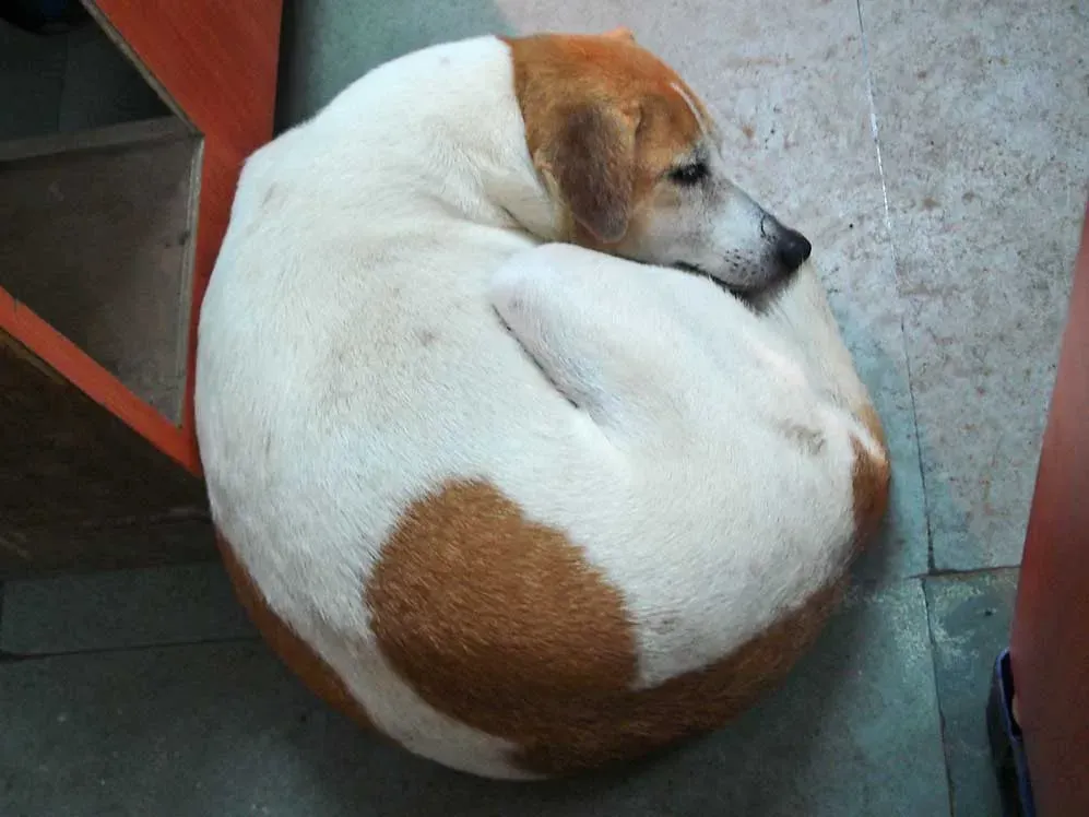 The curled-up donut (Photo by w:user:PlaneMad, CC BY-SA 3.0)