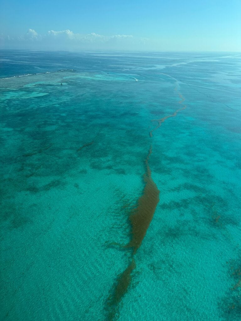 Aerial photo of sargassum in the waters off Belize’s coast. Credit: Oceana/Alyssa Noble