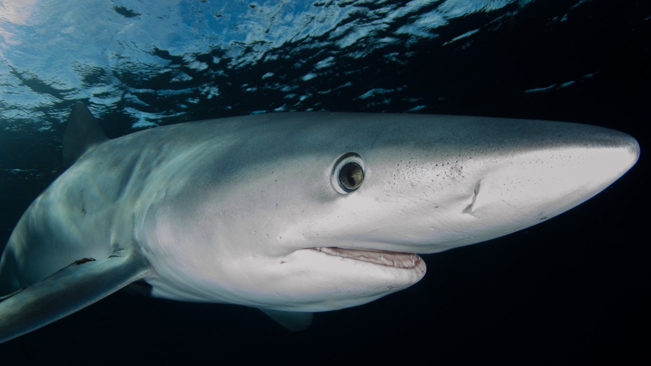 The largest great white tagged in the Atlantic resurfaced near Nantucket after months of silence