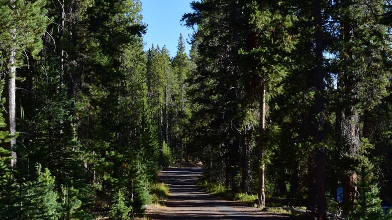 Avoid The Crowds In Yellowstone National Park On This Quiet, Laidback Trail To Awe-Inspiring Geysers