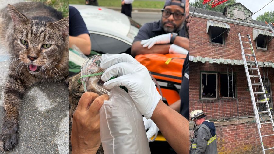 Cats, woman rescued from accidental fire in DC
